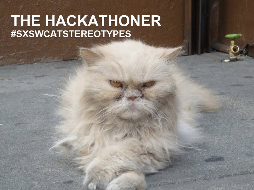 Hacker cat